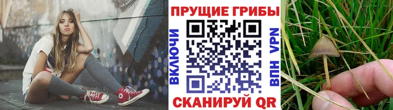 Галлюциногенные грибы Cubensis  Вихоревка 